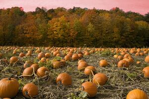 Pumpkin Patch.jpg